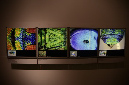 Wasp_exhibition__DSC3428